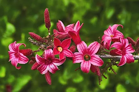 Native Wildflower Walk