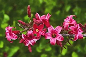 Native Wildflower Walk