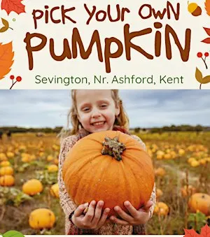 Pick Your Own Pumpkin,  Nr Ashford, Kent