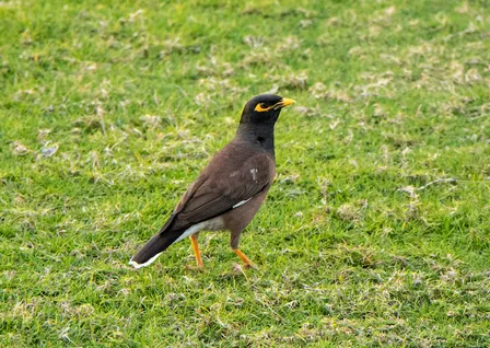 Bird Spotting Strolls: Gunnersbury Park