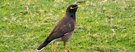 Bird Spotting Strolls: Gunnersbury Park