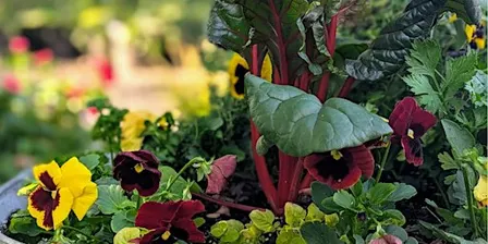 Autumn Annuals Container Gardens – Early Bird Edition