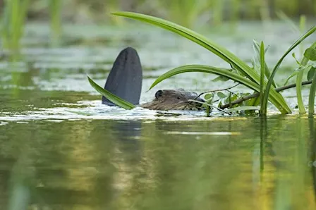 Beaver Project Experiences: A Morning at Ham Fen