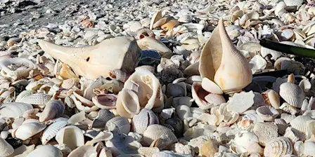Seashell Walk