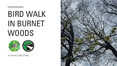 Bird Walk in Burnet Woods: A Forest Calls Event