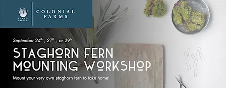Staghorn Fern Mounting Workshop