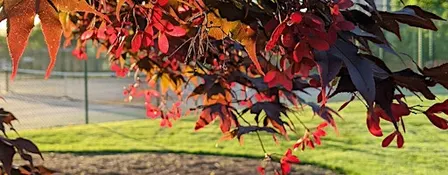 Colors of Fall: Watercoloring at Forest Park