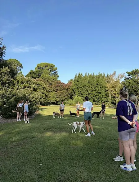 Hampton Park Volunteer Dog Walk