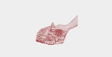 UOAVC Volunteers Day - Cat Foundation