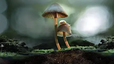Wild about Film: Fantastic Fungi