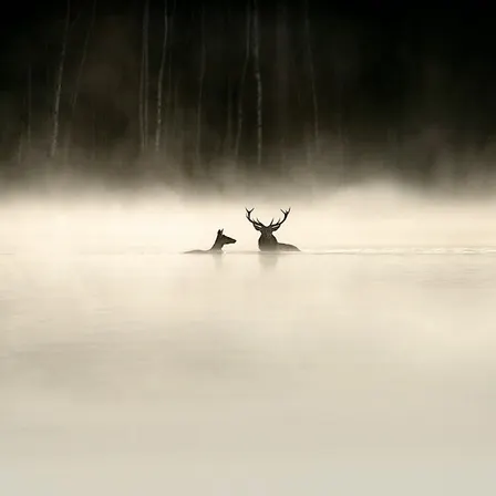 Wild about Film: Whispers in the Woods