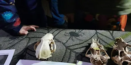 Wild Halloween at Foxburrow