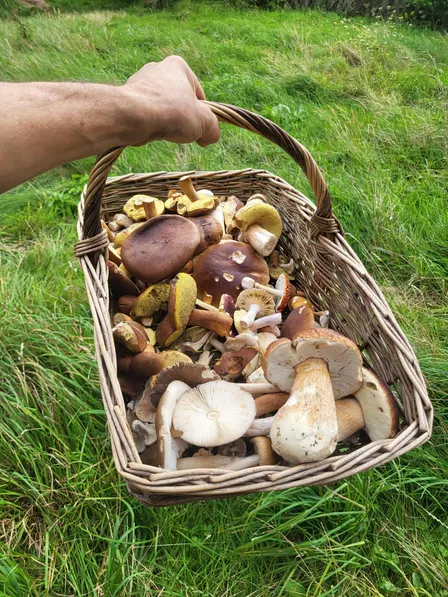 Fungi forage and identification
