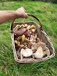 Fungi forage and identification