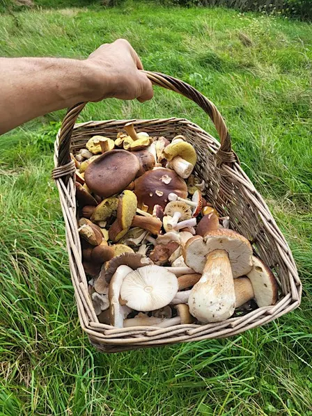 Fungi forage and identification