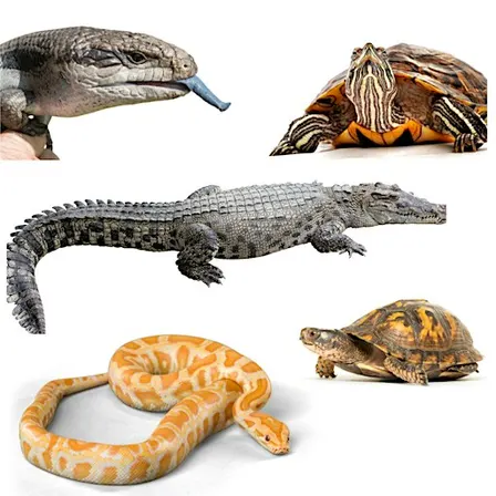Reptile Awareness Day