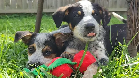 Yoga with Puppies benefiting Buckeye Australian Cattle Dog Rescue