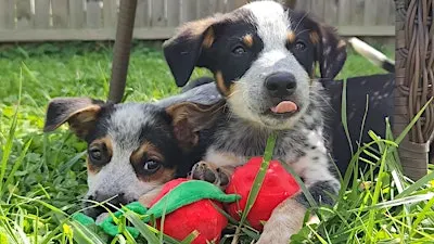 Yoga with Puppies benefiting Buckeye Australian Cattle Dog Rescue