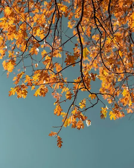 Five Elemental Workshop Series - Autumn and the Metal Element
