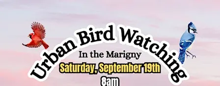 Urban Bird Watching in the Marigny-9/19