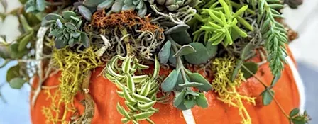 Thanksgiving Succulent Pumpkin  Centerpiece at House of Char Design
