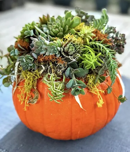 Succulent Pumpkin  Centerpiece at The Blind Rhino Black Rock