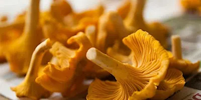 Mushroom Foraging 101