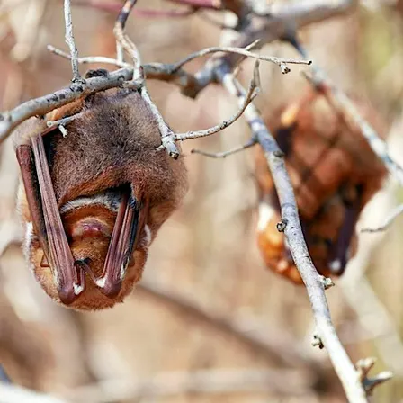 Nature Explorers: BOOtiful Bats