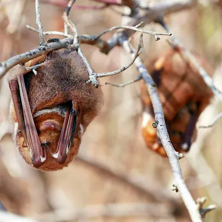 Nature Explorers: BOOtiful Bats