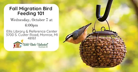 Fall Migration Bird Feeding 101