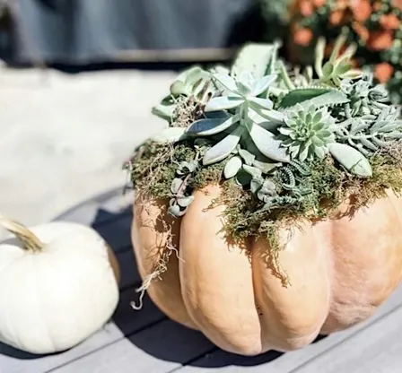 Succulent Pumpkin Workshop