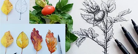 Autumnal Nature Illustration Workshop SPECIAL PRICE!