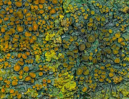 Like A Lichen - Expert Guided Walk
