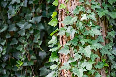 Ivy removal volunteer event at Honda of Norfolk