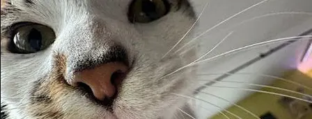 Print Making with Cats
