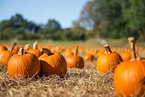 Pumpkin Patch Date