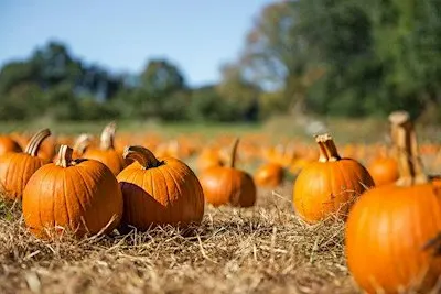 Pumpkin Patch Date