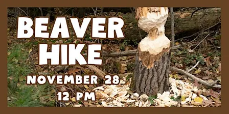 Beaver Hike
