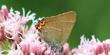 Nature Reserves work party - Witney Wood