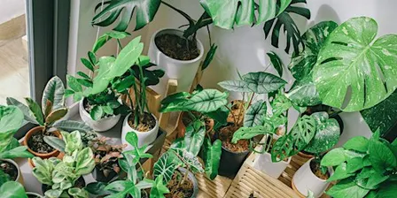 Houseplants to Boost Your Mood: Bring More Green Into Winter