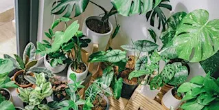 Houseplants to Boost Your Mood: Bring More Green Into Winter