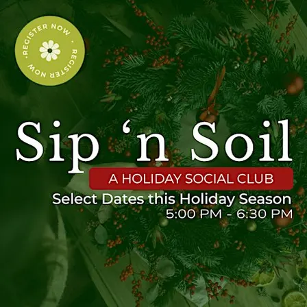 Sip 'N Soil | Holiday Centerpiece