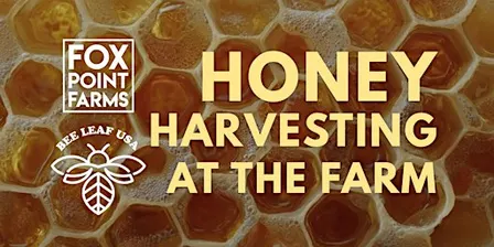 Honey Harvesting at the Farm