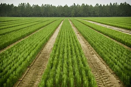 ArborGen Bullard Nursery Tour: Inside the Nursery