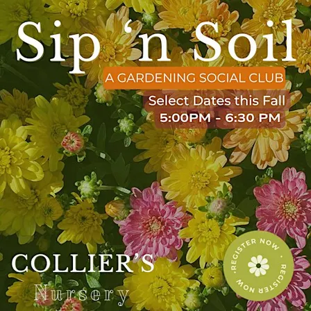 Sip 'N Soil | Cool Season Containers