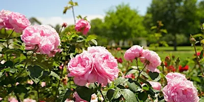 Rose Gardens Guided Tours at Old Parliament House (seasonal)