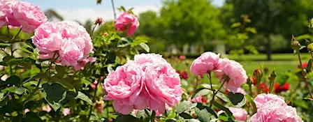 Rose Gardens Guided Tours at Old Parliament House (seasonal)