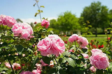 Rose Gardens Guided Tours at Old Parliament House (seasonal)