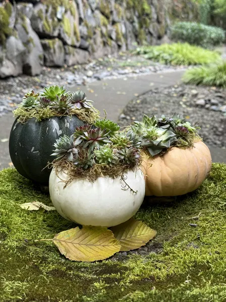 Succulent Pumpkin Workshop