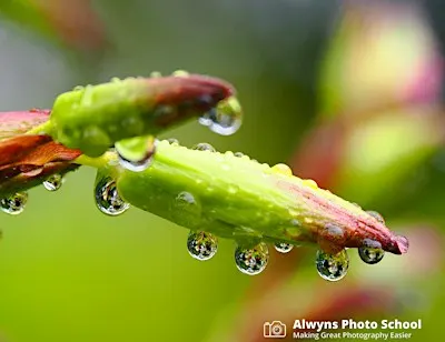 Flower and Garden Photography Course (Melbourne Gardens)